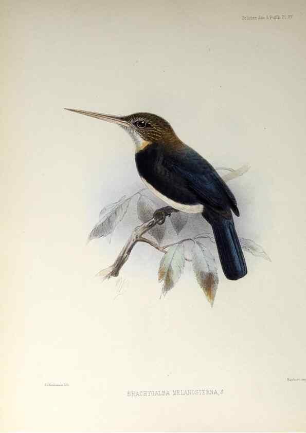 Reproducción/Reproduction 48706477288: A monograph of the jacamars and puff-birds, or families Galbulidæ and Bucconidæ.. London,Published for the author by R.H. Porter [etc.,1882]. 