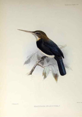 Reproducción/Reproduction 48706477288: A monograph of the jacamars and puff-birds, or families Galbulidæ and Bucconidæ.. London,Published for the author by R.H. Porter [etc.,1882]. 
