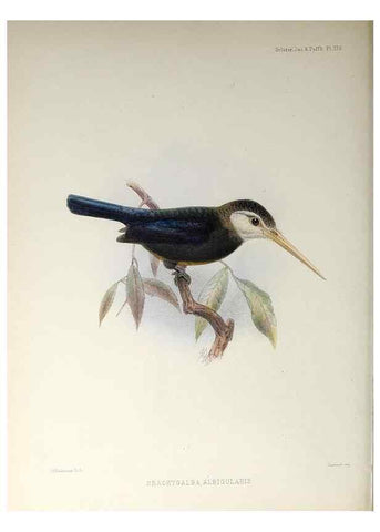 Reproducción/Reproduction 48706977347: A monograph of the jacamars and puff-birds, or families Galbulidæ and Bucconidæ.. London,Published for the author by R.H. Porter [etc.,1882]. 