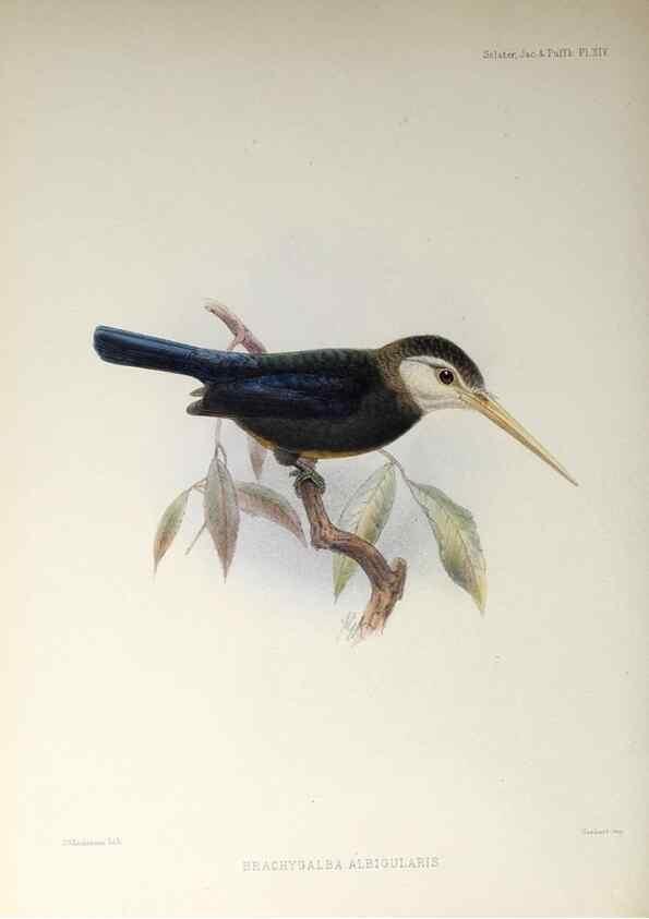 Reproducción/Reproduction 48706977347: A monograph of the jacamars and puff-birds, or families Galbulidæ and Bucconidæ.. London,Published for the author by R.H. Porter [etc.,1882]. 