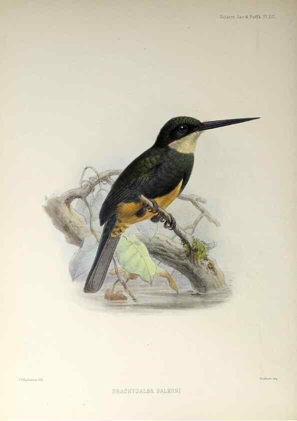 Reproducción/Reproduction 48706810446: A monograph of the jacamars and puff-birds, or families Galbulidæ and Bucconidæ.. London,Published for the author by R.H. Porter [etc.,1882]. 