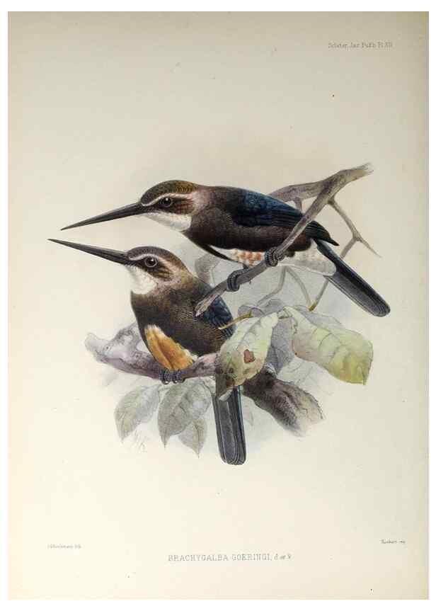 Reproducción/Reproduction 48706976727: A monograph of the jacamars and puff-birds, or families Galbulidæ and Bucconidæ.. London,Published for the author by R.H. Porter [etc.,1882]. 