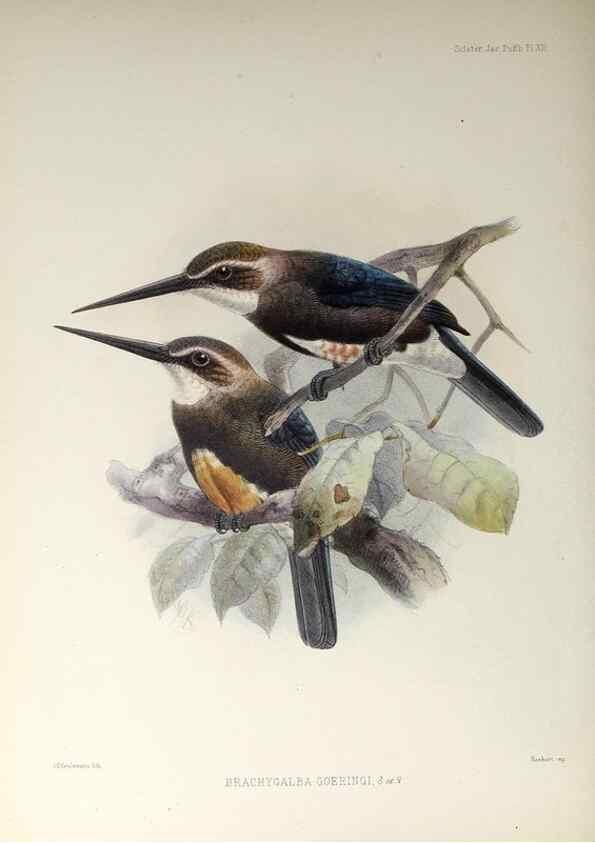 Reproducción/Reproduction 48706976727: A monograph of the jacamars and puff-birds, or families Galbulidæ and Bucconidæ.. London,Published for the author by R.H. Porter [etc.,1882]. 