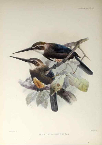 Reproducción/Reproduction 48706976727: A monograph of the jacamars and puff-birds, or families Galbulidæ and Bucconidæ.. London,Published for the author by R.H. Porter [etc.,1882]. 