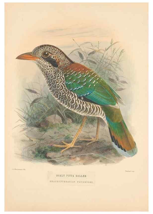 Reproducción/Reproduction 48706592997: A monograph of the Coraciidae, or family of the rollers.. Kent,The author,1893.. 