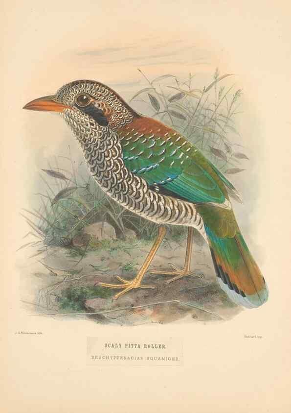 Reproducción/Reproduction 48706592997: A monograph of the Coraciidae, or family of the rollers.. Kent,The author,1893.. 