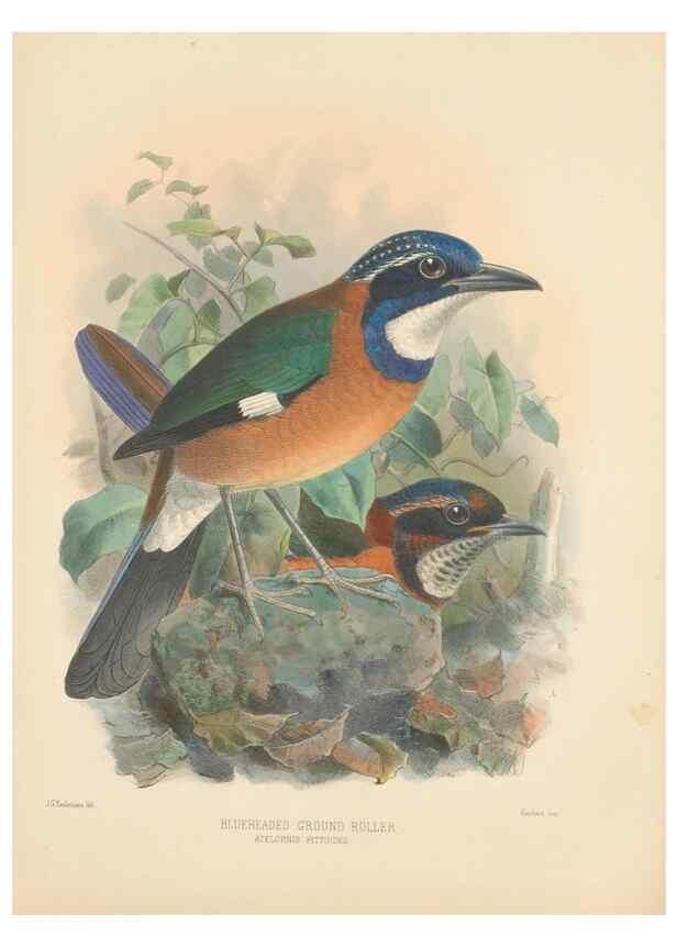 Reproducción/Reproduction 48706593397: A monograph of the Coraciidae, or family of the rollers.. Kent,The author,1893.. 