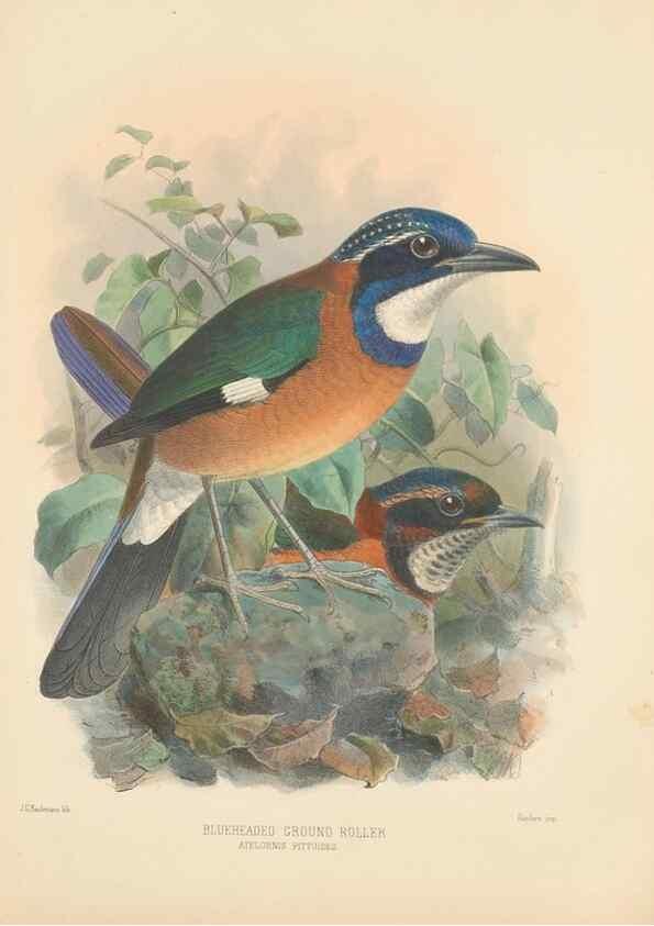 Reproducción/Reproduction 48706593397: A monograph of the Coraciidae, or family of the rollers.. Kent,The author,1893.. 