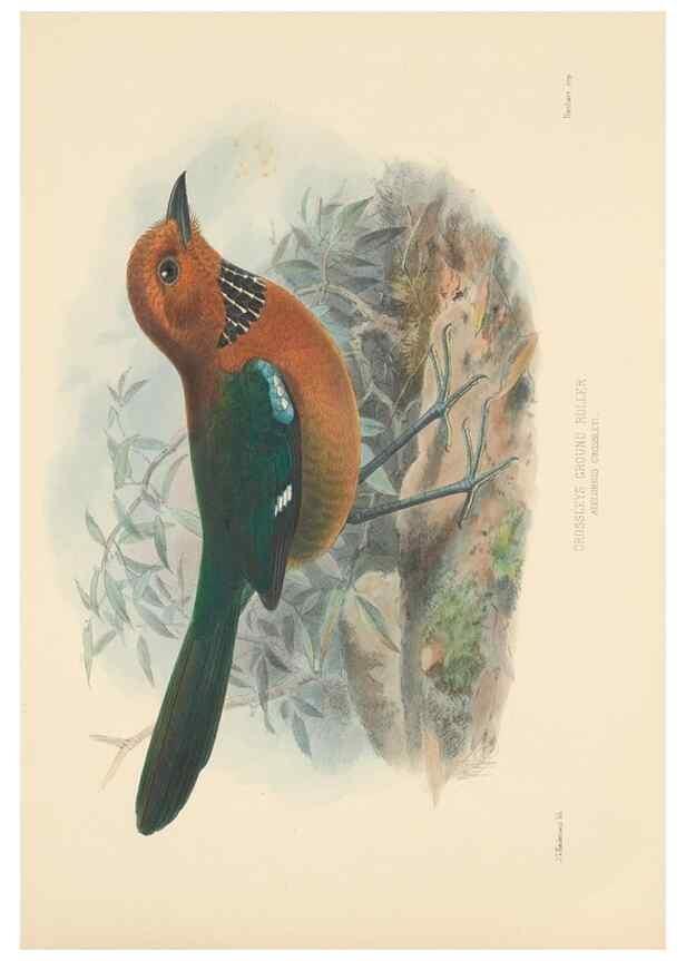 Reproducción/Reproduction 48706092738: A monograph of the Coraciidae, or family of the rollers.. Kent,The author,1893.. 