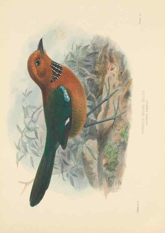 Reproducción/Reproduction 48706092738: A monograph of the Coraciidae, or family of the rollers.. Kent,The author,1893.. 