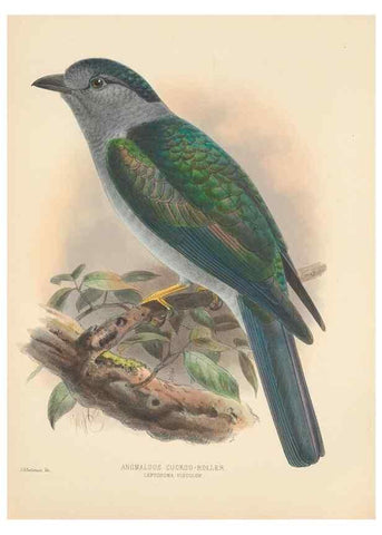Reproducción/Reproduction 48706093278: A monograph of the Coraciidae, or family of the rollers.. Kent,The author,1893.. 