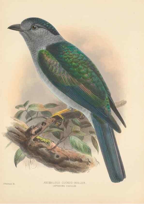 Reproducción/Reproduction 48706093278: A monograph of the Coraciidae, or family of the rollers.. Kent,The author,1893.. 