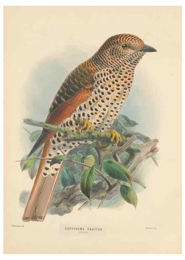 Reproducción/Reproduction 48706594972: A monograph of the Coraciidae, or family of the rollers.. Kent,The author,1893.. 