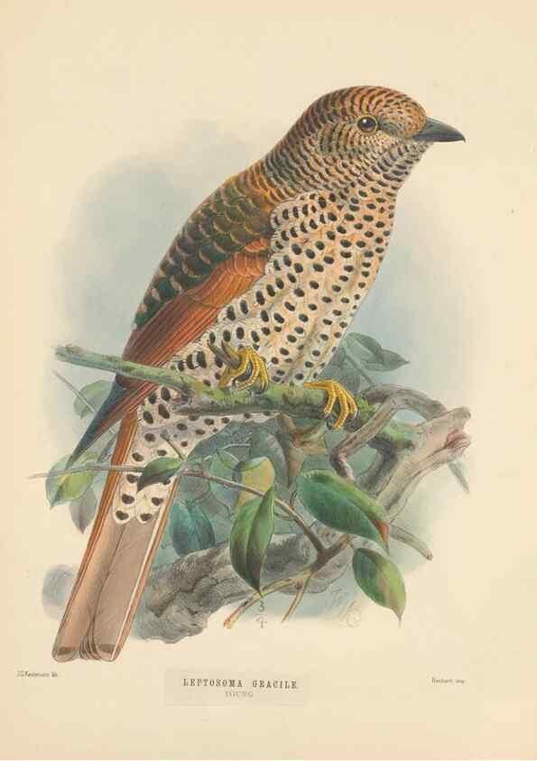 Reproducción/Reproduction 48706594972: A monograph of the Coraciidae, or family of the rollers.. Kent,The author,1893.. 