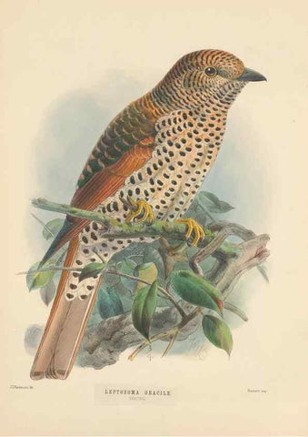 Reproducción/Reproduction 48706594972: A monograph of the Coraciidae, or family of the rollers.. Kent,The author,1893.. 