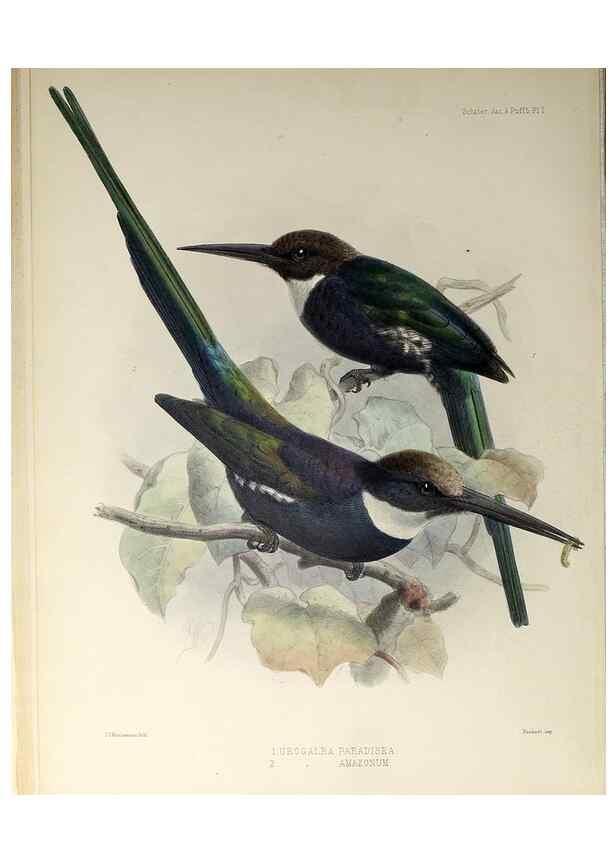 Reproducción/Reproduction 48706472263: A monograph of the jacamars and puff-birds, or families Galbulidæ and Bucconidæ.. London,Published for the author by R.H. Porter [etc.,1882]. 