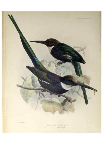 Reproducción/Reproduction 48706472263: A monograph of the jacamars and puff-birds, or families Galbulidæ and Bucconidæ.. London,Published for the author by R.H. Porter [etc.,1882]. 