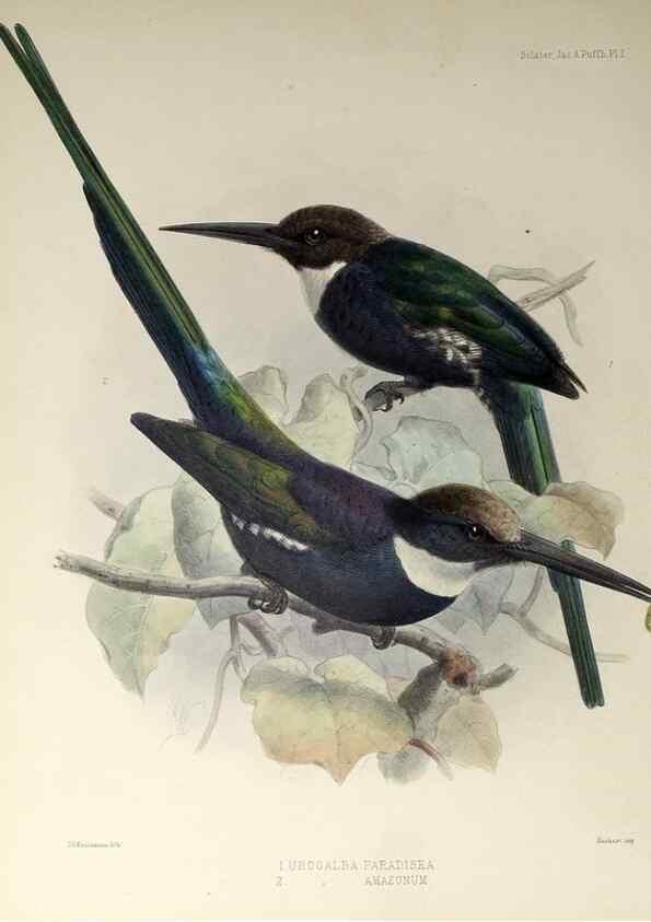 Reproducción/Reproduction 48706472263: A monograph of the jacamars and puff-birds, or families Galbulidæ and Bucconidæ.. London,Published for the author by R.H. Porter [etc.,1882]. 