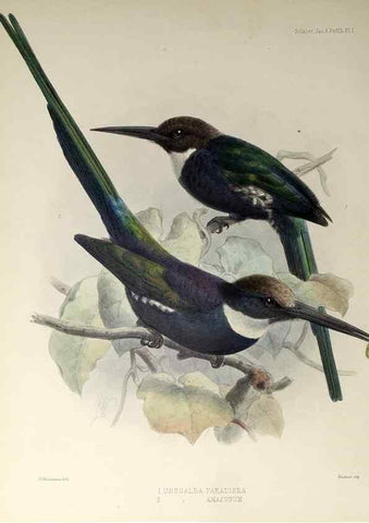 Reproducción/Reproduction 48706472263: A monograph of the jacamars and puff-birds, or families Galbulidæ and Bucconidæ.. London,Published for the author by R.H. Porter [etc.,1882]. 