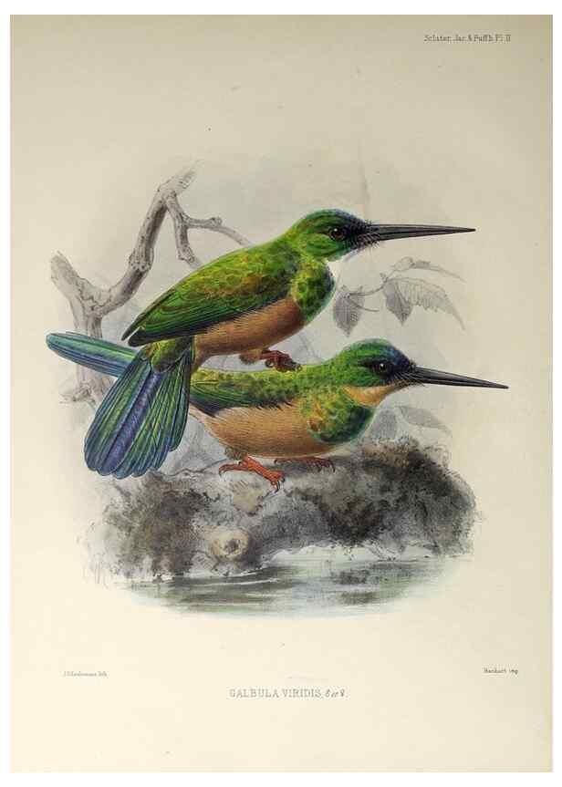 Reproducción/Reproduction 48706472663: A monograph of the jacamars and puff-birds, or families Galbulidæ and Bucconidæ.. London,Published for the author by R.H. Porter [etc.,1882]. 