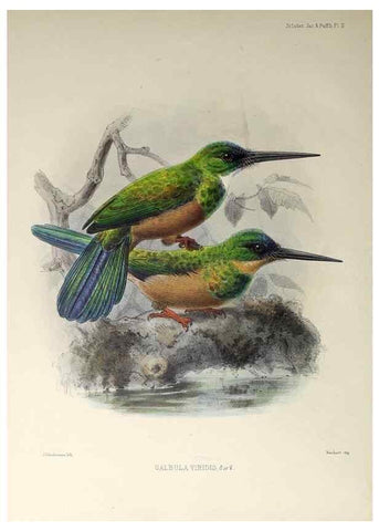 Reproducción/Reproduction 48706472663: A monograph of the jacamars and puff-birds, or families Galbulidæ and Bucconidæ.. London,Published for the author by R.H. Porter [etc.,1882]. 