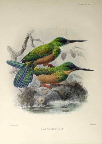 Reproducción/Reproduction 48706472663: A monograph of the jacamars and puff-birds, or families Galbulidæ and Bucconidæ.. London,Published for the author by R.H. Porter [etc.,1882]. 
