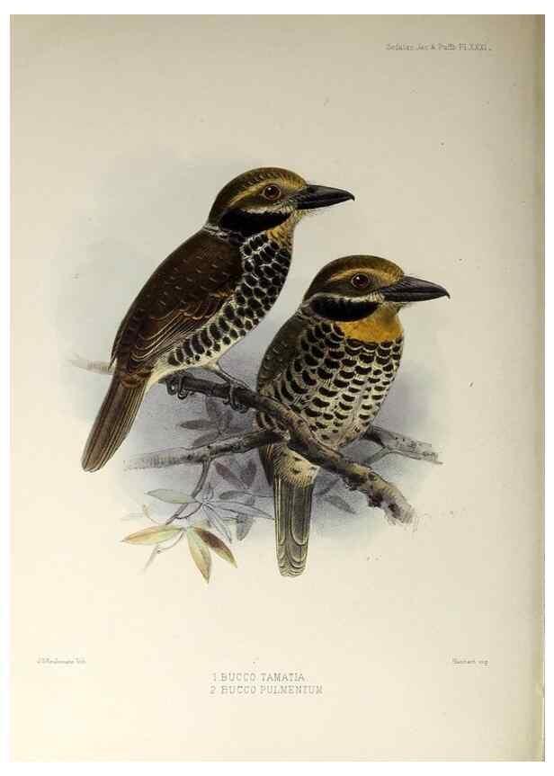 Reproducción/Reproduction 48706817696: A monograph of the jacamars and puff-birds, or families Galbulidæ and Bucconidæ.. London,Published for the author by R.H. Porter [etc.,1882]. 
