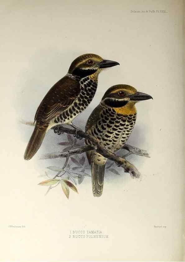 Reproducción/Reproduction 48706817696: A monograph of the jacamars and puff-birds, or families Galbulidæ and Bucconidæ.. London,Published for the author by R.H. Porter [etc.,1882]. 