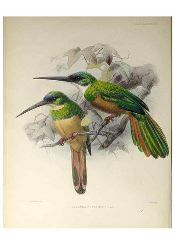 Reproducción/Reproduction 48706472958: A monograph of the jacamars and puff-birds, or families Galbulidæ and Bucconidæ.. London,Published for the author by R.H. Porter [etc.,1882]. 