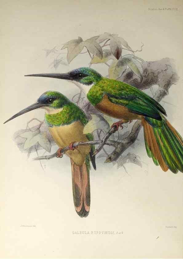 Reproducción/Reproduction 48706472958: A monograph of the jacamars and puff-birds, or families Galbulidæ and Bucconidæ.. London,Published for the author by R.H. Porter [etc.,1882]. 