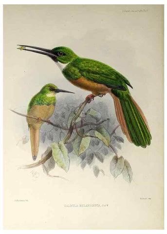 Reproducción/Reproduction 48706974392: A monograph of the jacamars and puff-birds, or families Galbulidæ and Bucconidæ.. London,Published for the author by R.H. Porter [etc.,1882]. 