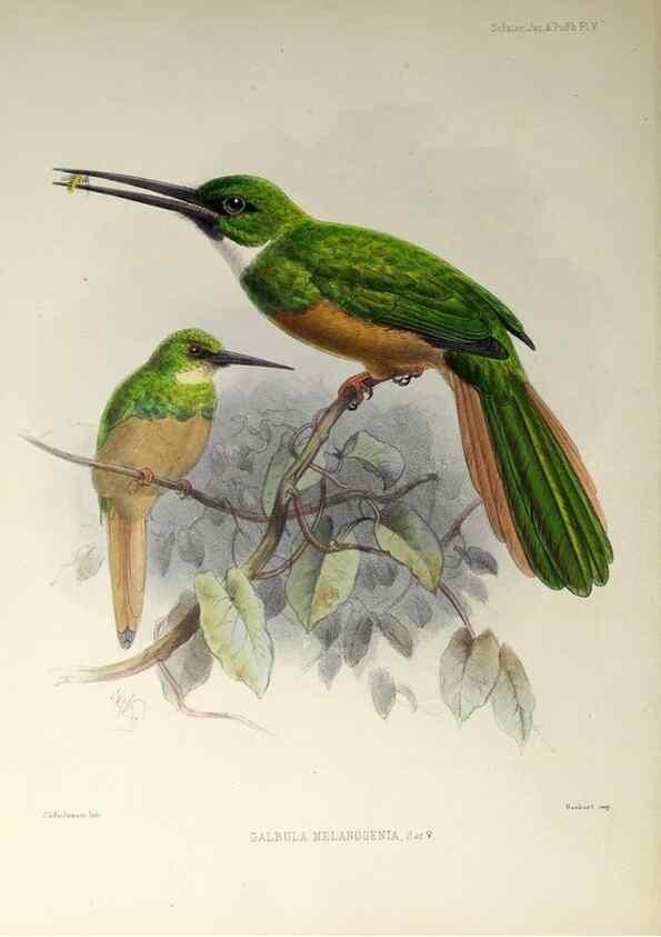 Reproducción/Reproduction 48706974392: A monograph of the jacamars and puff-birds, or families Galbulidæ and Bucconidæ.. London,Published for the author by R.H. Porter [etc.,1882]. 