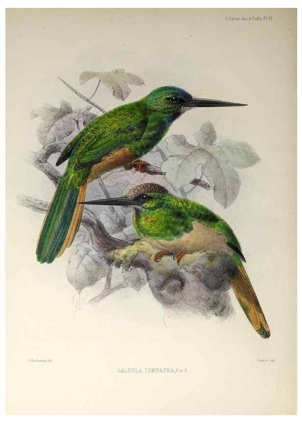 Reproducción/Reproduction 48706808016: A monograph of the jacamars and puff-birds, or families Galbulidæ and Bucconidæ.. London,Published for the author by R.H. Porter [etc.,1882]. 
