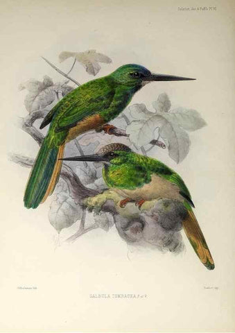 Reproducción/Reproduction 48706808016: A monograph of the jacamars and puff-birds, or families Galbulidæ and Bucconidæ.. London,Published for the author by R.H. Porter [etc.,1882]. 