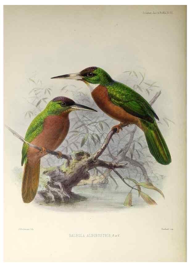 Reproducción/Reproduction 48706808286: A monograph of the jacamars and puff-birds, or families Galbulidæ and Bucconidæ.. London,Published for the author by R.H. Porter [etc.,1882]. 