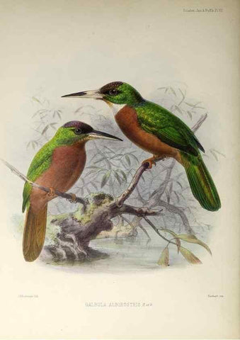 Reproducción/Reproduction 48706808286: A monograph of the jacamars and puff-birds, or families Galbulidæ and Bucconidæ.. London,Published for the author by R.H. Porter [etc.,1882]. 