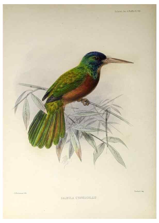 Reproducción/Reproduction 48706975332: A monograph of the jacamars and puff-birds, or families Galbulidæ and Bucconidæ.. London,Published for the author by R.H. Porter [etc.,1882]. 