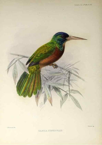 Reproducción/Reproduction 48706975332: A monograph of the jacamars and puff-birds, or families Galbulidæ and Bucconidæ.. London,Published for the author by R.H. Porter [etc.,1882]. 