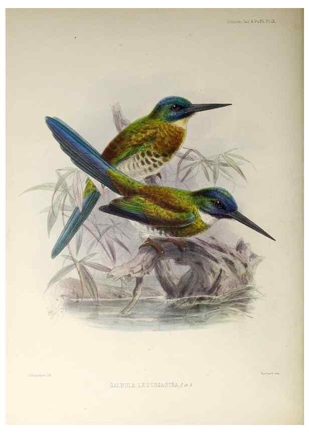 Reproducción/Reproduction 48706809046: A monograph of the jacamars and puff-birds, or families Galbulidæ and Bucconidæ.. London,Published for the author by R.H. Porter [etc.,1882]. 