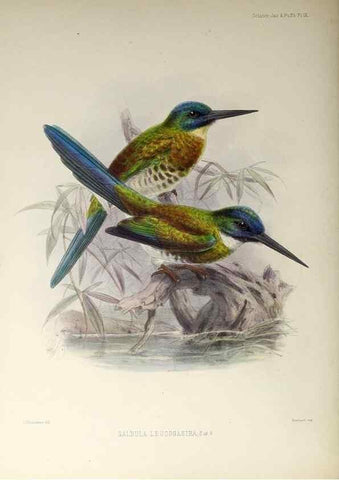 Reproducción/Reproduction 48706809046: A monograph of the jacamars and puff-birds, or families Galbulidæ and Bucconidæ.. London,Published for the author by R.H. Porter [etc.,1882]. 