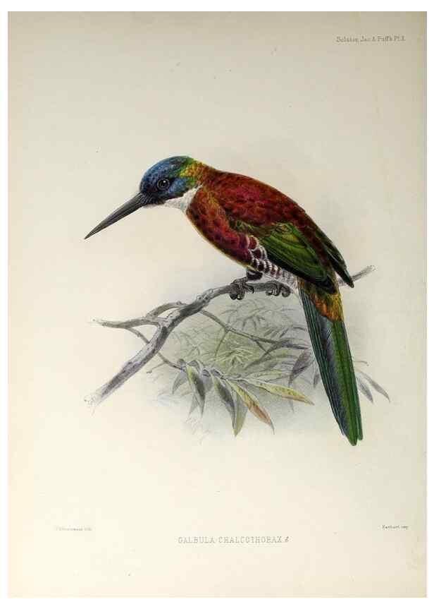 Reproducción/Reproduction 48706475623: A monograph of the jacamars and puff-birds, or families Galbulidæ and Bucconidæ.. London,Published for the author by R.H. Porter [etc.,1882]. 