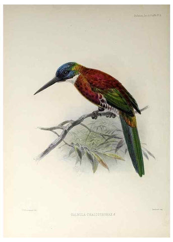 Reproducción/Reproduction 48706475623: A monograph of the jacamars and puff-birds, or families Galbulidæ and Bucconidæ.. London,Published for the author by R.H. Porter [etc.,1882]. 
