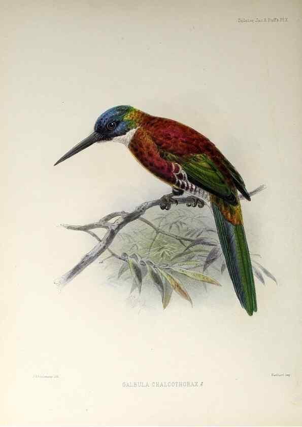 Reproducción/Reproduction 48706475623: A monograph of the jacamars and puff-birds, or families Galbulidæ and Bucconidæ.. London,Published for the author by R.H. Porter [etc.,1882]. 
