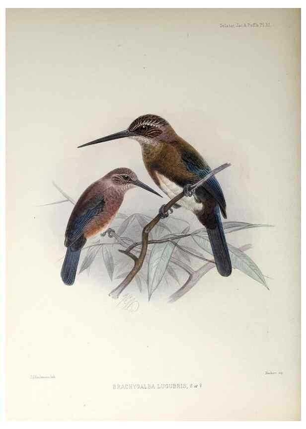 Reproducción/Reproduction 48706475983: A monograph of the jacamars and puff-birds, or families Galbulidæ and Bucconidæ.. London,Published for the author by R.H. Porter [etc.,1882]. 