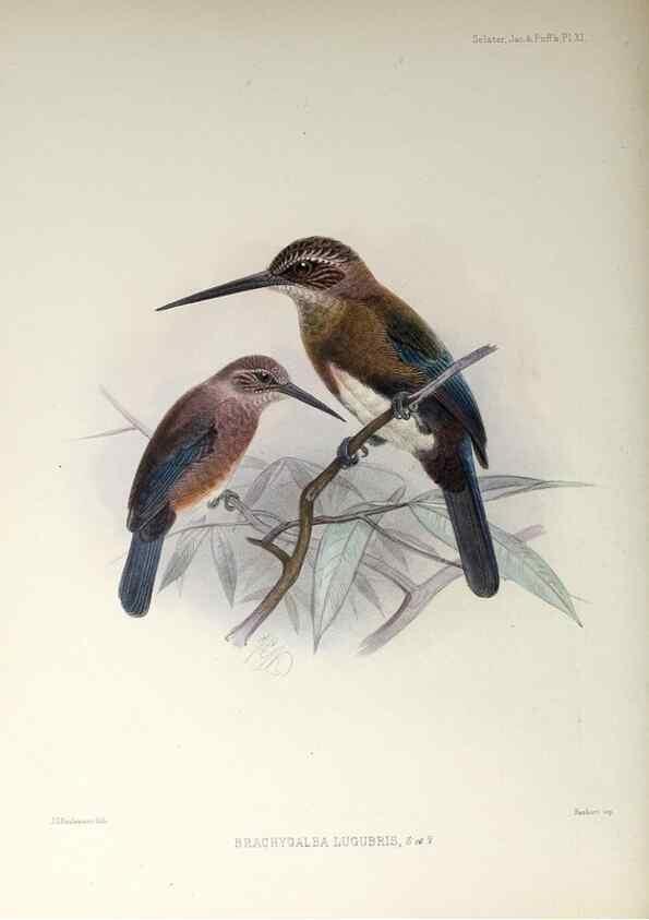 Reproducción/Reproduction 48706475983: A monograph of the jacamars and puff-birds, or families Galbulidæ and Bucconidæ.. London,Published for the author by R.H. Porter [etc.,1882]. 
