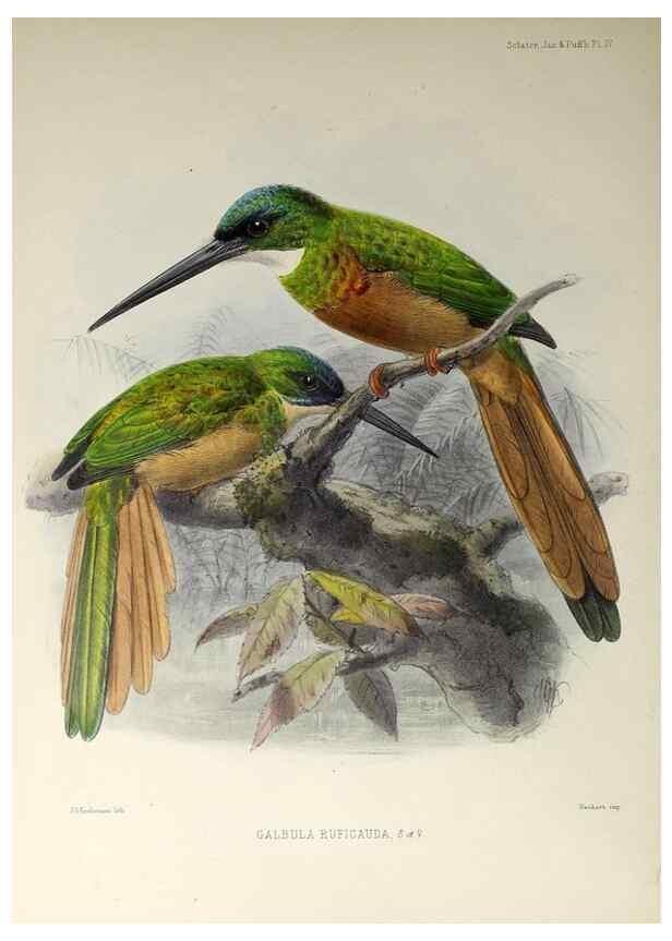 Reproducción/Reproduction 48706473253: A monograph of the jacamars and puff-birds, or families Galbulidæ and Bucconidæ.. London,Published for the author by R.H. Porter [etc.,1882]. 