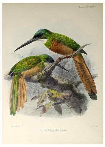 Reproducción/Reproduction 48706473253: A monograph of the jacamars and puff-birds, or families Galbulidæ and Bucconidæ.. London,Published for the author by R.H. Porter [etc.,1882]. 
