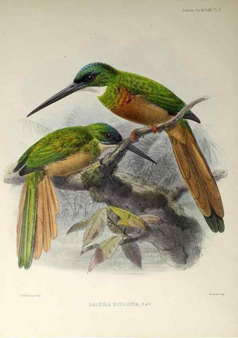 Reproducción/Reproduction 48706473253: A monograph of the jacamars and puff-birds, or families Galbulidæ and Bucconidæ.. London,Published for the author by R.H. Porter [etc.,1882]. 