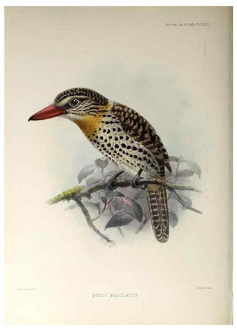 Reproducción/Reproduction 48706484163: A monograph of the jacamars and puff-birds, or families Galbulidæ and Bucconidæ.. London,Published for the author by R.H. Porter [etc.,1882]. 