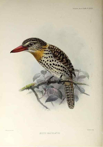 Reproducción/Reproduction 48706484163: A monograph of the jacamars and puff-birds, or families Galbulidæ and Bucconidæ.. London,Published for the author by R.H. Porter [etc.,1882]. 